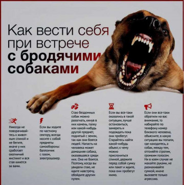 Как себя вести, если перед вами стая бездомных собак?